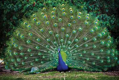 Poem - To A Peacock - By Sasangee Hemachandra, Year 8